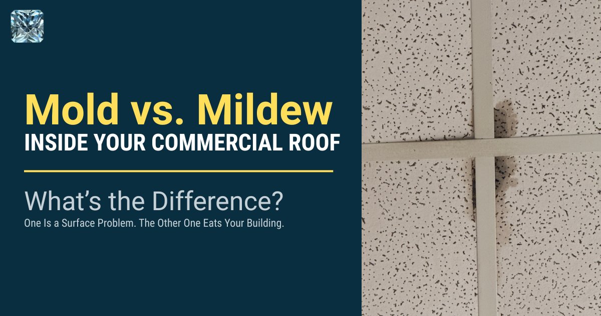 Mold vs. mildew inside your commercial roof: what's the difference