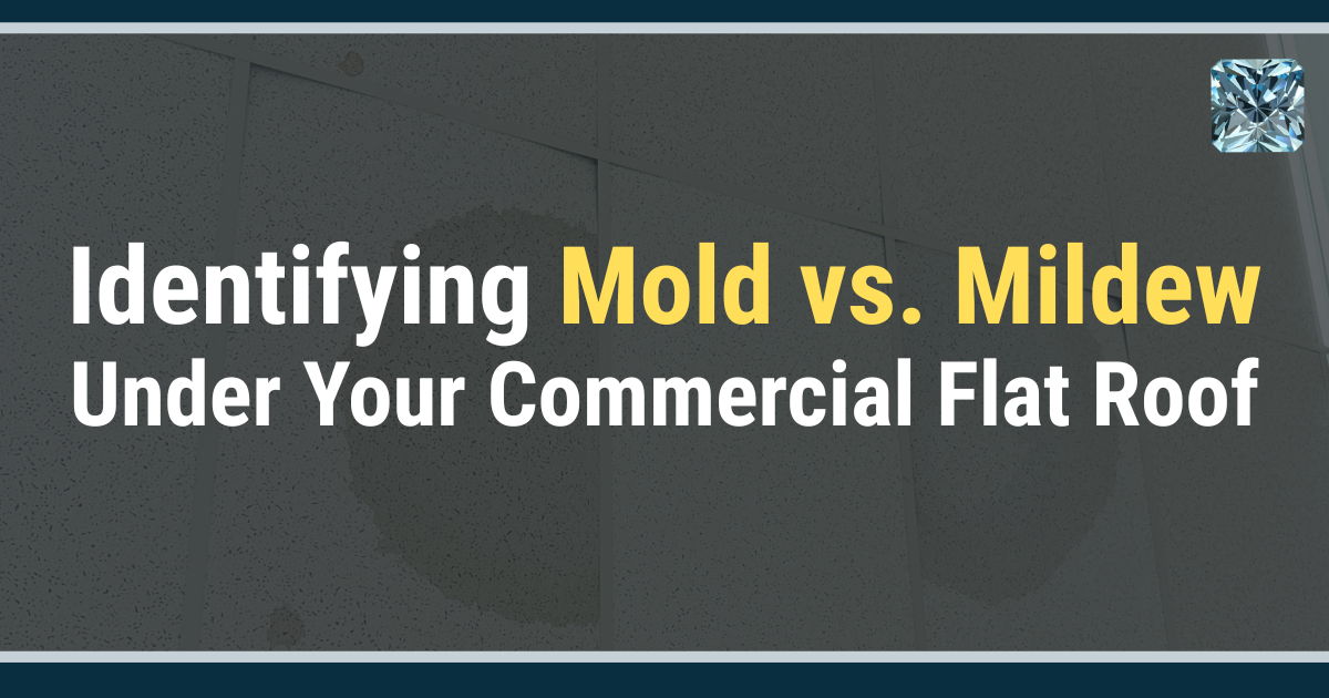 Identifying Mold vs. Mildew Under Your Commercial Flat Roof